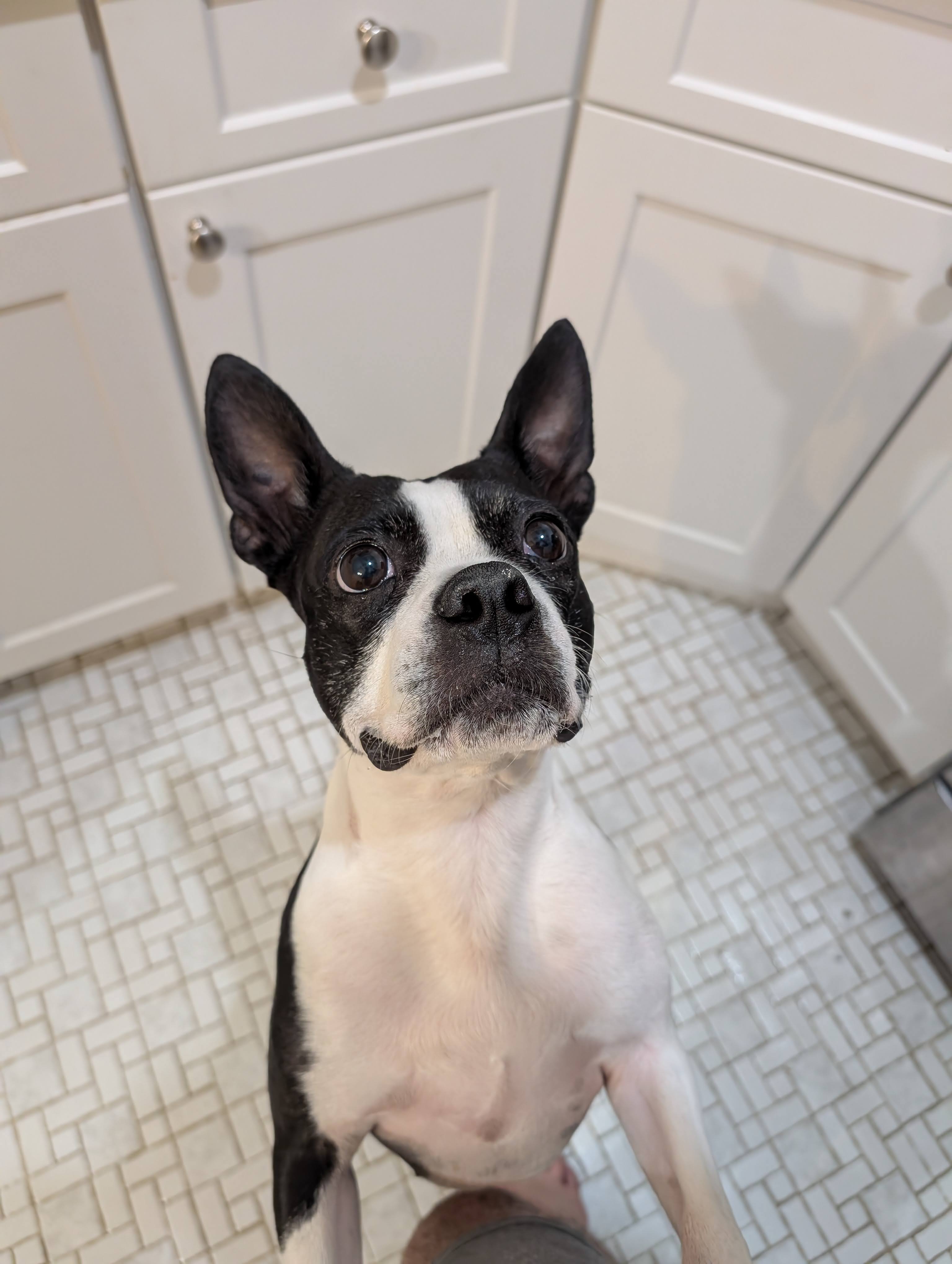 Pet of Ashley