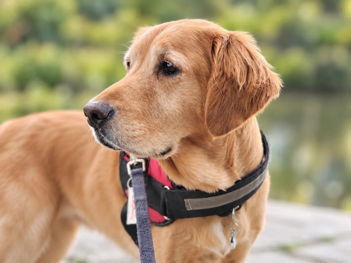 Senator, Grace's golden retriever, remembered with love by My Friends Dog Walkers NYC